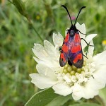 Burnet Moth. ססמבריק אדמוני